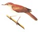 Тростниковая камышевка - Acrocephalus scirpaceus