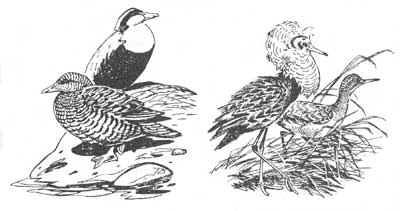 Реферат: Птицы (отряд: голуби, голенастые, дятлы)