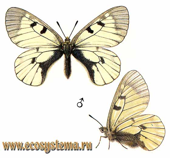 Мнемозина - Parnassius mnemosyne, парусник мнемосина, аполлон черный, Papilio mnemosyne, Driopa mnemosyne, P. mnemosyne estonicus, P. mnemosyne demaculatus, P.mnemosyne craspedontis, P.mnemosyne caucasius, P.mnemosyne borussianus, P.mnemosyne nubilosus, P.mnemosyne krzikallai, P.mnemosyne karjala, P.mnemosyne uralca, P.mnemosyne ucrainicus, P.mnemosyne ugrjumovi, P.mnemosyne wagneri, P.mnemosyne weidingeri, P.mnemosyne poppii, P.mnemosyne schillei