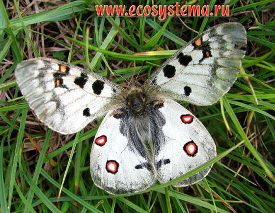 Аполлон феб - Parnassius phoebus, парусник феб, Феб, Parnassius delius, Papilio phoebus, Papilio delius