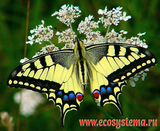Махаон - Papilio machaon, парусник махаон, хвостоносец махаон, Papilio sphyrus, Papilio machaon dodi