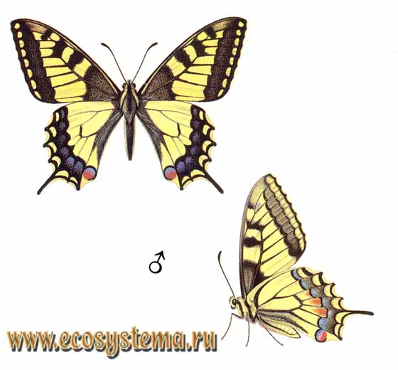 Махаон - Papilio machaon, парусник махаон, хвостоносец махаон, Papilio sphyrus, Papilio machaon dodi