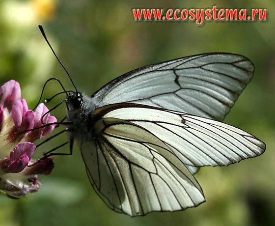 Боярышница - Aporia crataegi, белянка боярышниковая, Papilio crataegi, Papilio nigronervosus