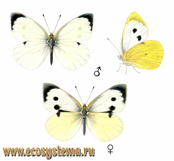 Капустница - Pieris brassicae, белянка капустная, Papilio brassicae, Pontia chariclea, Ganoris wollastoni