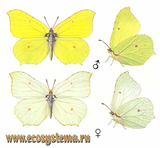 Лимонница - Gonepteryx rhamni, белянка крушинная, крушинница, Papilio rhamni