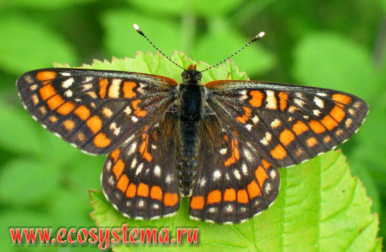 Шашечница матурна - Euphydryas maturna, шашечница ранняя, шашечница ясеневая, Hypodryas maturna, Euphydryas maturna adamczewskii, Papilio maturna, Papilio agrotera