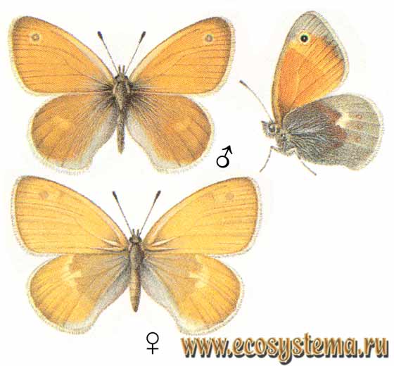 Сенница обыкновенная - Coenonympha pamphilus, сенница памфил, малый желтый сатир, Coenonympha pamphilus marginata, Coenonympha pamphilus lyllus, Papilio pamphilus
