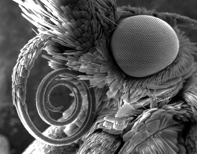 Изображение головы огнёвки (Pyralidae), полученное с помощью сканирующего электронного микроскопа.