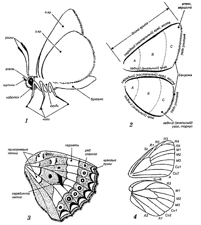 Схема строения и жилкования крыльев булавоусых чешуекрылых