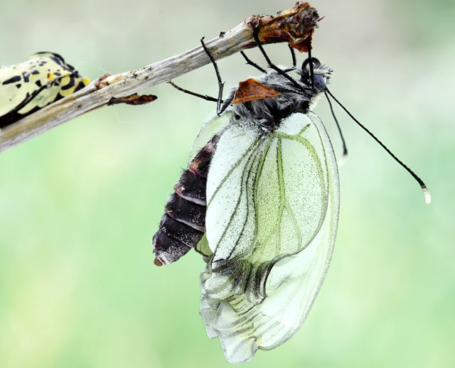 Выход бабочки из куколки (боярышница - Aporia crataegi)