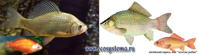 Карась серебряный - Carassius auratus («золотая рыбка»)