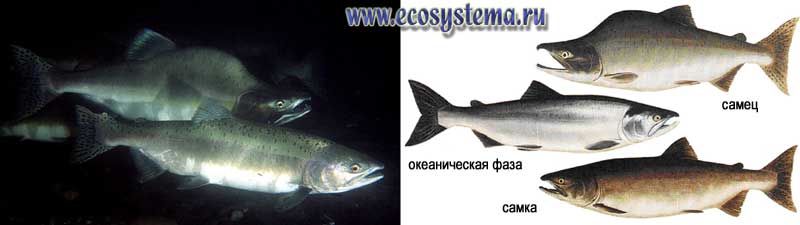 Горбуша, или розовый лосось (Oncorhynchus gorbuscha) в различных жизненных фазах (самец и самка в сезон размножения и океаническая фаза)