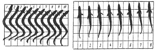 Схема движения тела рыб при плавании