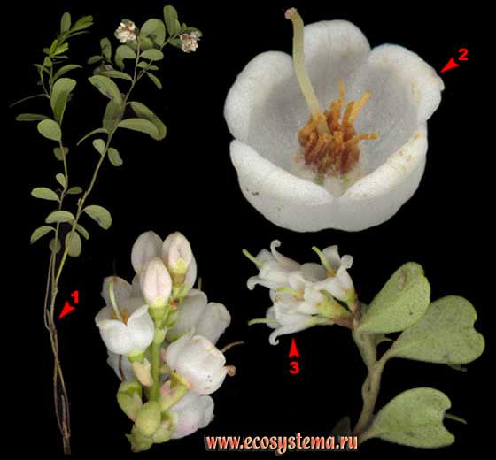 Брусника — Vaccinium vitis-idaea L.