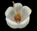 Брусника — Vaccinium vitis-idaea L.