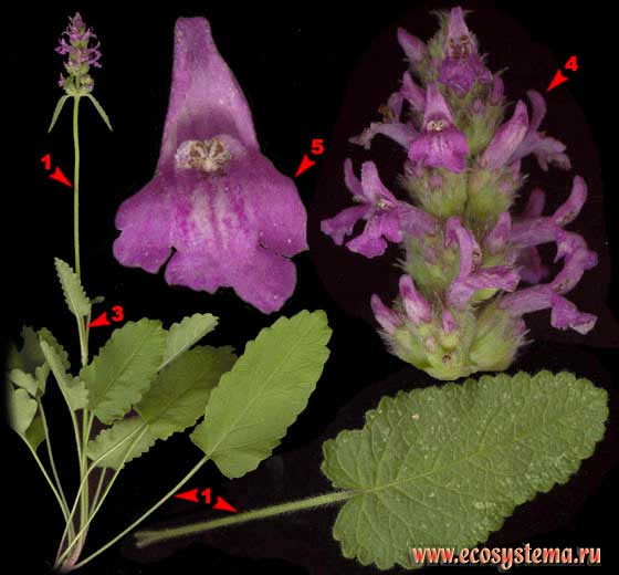 Буквица лекарственная — Betonica officinalis L. (Stachys officinalis (L.) Trevis.)