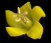Вербейник обыкновенный — Lysimachia vulgaris L.