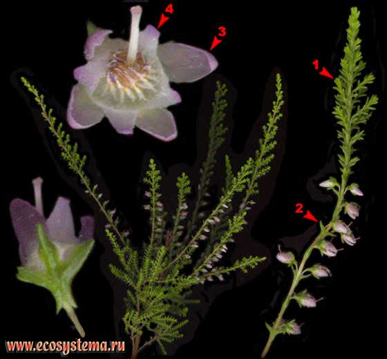 Вереск обыкновенный — Calluna vulgaris (L.) Hill
