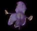 Вероника длиннолистная - Veronica longifolia L.