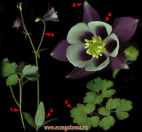 Водосбор обыкновенный — Aquilegia vulgaris L. 