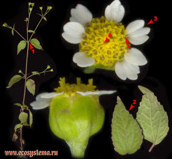 Галинзога мелкоцветковая — Galinsoga parviflora Cav.