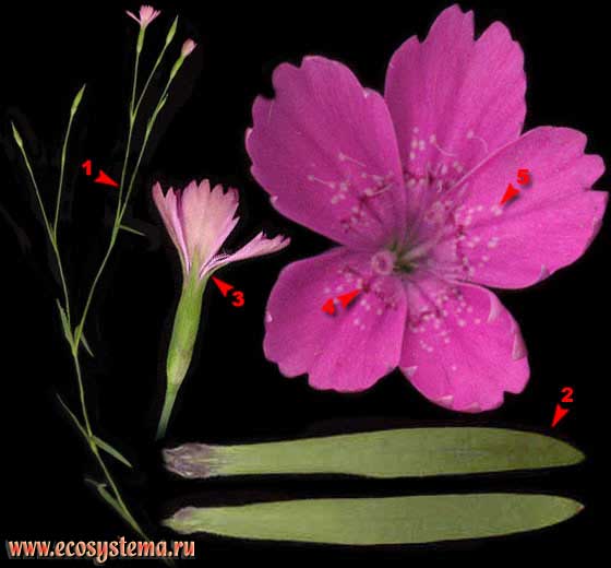 Гвоздика травянка — Dianthus deltoides L.