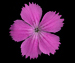 Гвоздика Фишера — Dianthus fischeri Spreng.