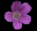 Герань лесная — Geranium sylvaticum L.