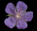Герань луговая - Geranium pratense L.