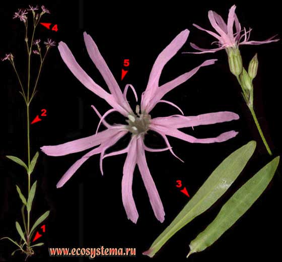 Горицвет кукушкин, или Кукушкин цвет — Coronaria flos-cuculi (L.) A. Br. (Lychnis flos-cuculi L.)