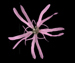 Горицвет кукушкин — Coronaria flos-cuculi (L.) A. Br.
