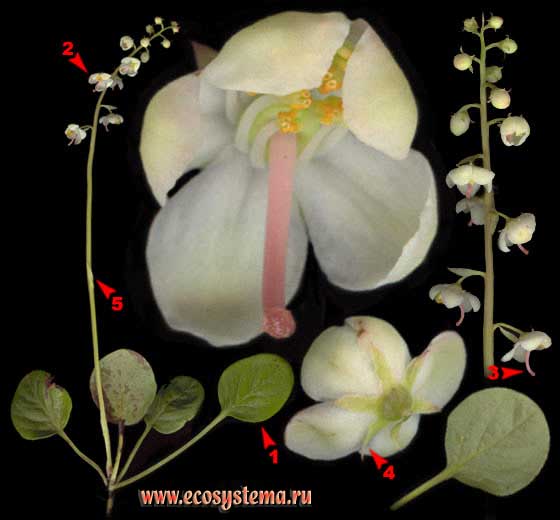 Грушанка круглолистная —   Pyrola rotundifolia L.