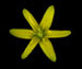 Гусиный лук желтый - Gagea lutea (L.) Кег-Gawl.