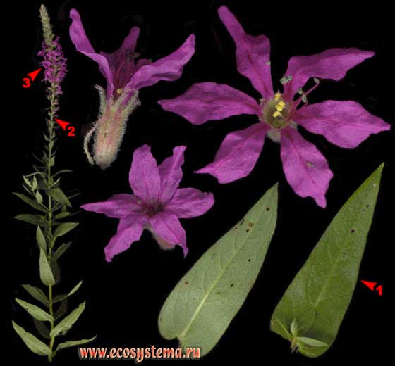 Дербенник иволистный, или Плакун-трава — Lythrum salicaria L. 