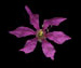 Дербенник иволистный — Lythrum salicaria L.