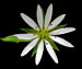 Звездчатка злаковая — Stellaria graminea L.