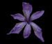 Ирис сибирский — Iris sibirica L.
