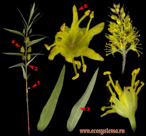 Кизляк кистецветный, или Наумбургия кистецветная — Naumburgia thyrsiflora (L.) Reichenb. (Lysimachia thyrsiflora L.)