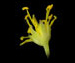 Кизляк кистецветный — Naumburgia thyrsiflora (L.) Reichenb.