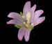 Кипрей болотный - Epilobium palustre L.