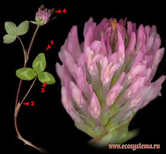 Клевер луговой — Trifolium pratense L.