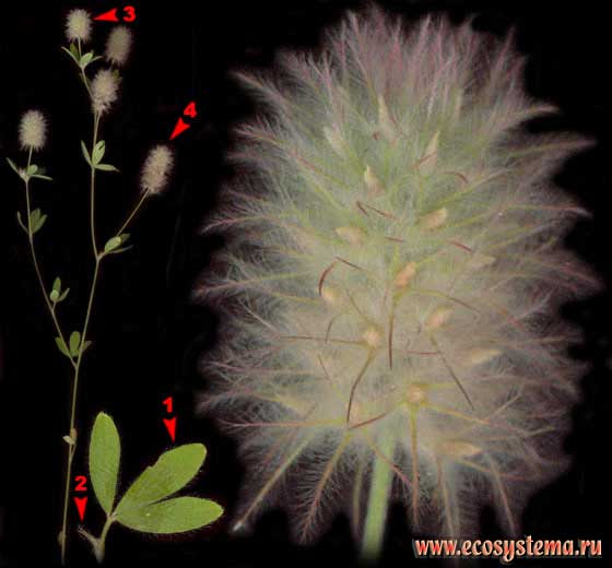 Клевер пашенный — Trifolium arvense L.