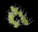 Крапива двудомная - Urtica dioica L.