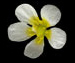 Лютик круглолистный — Ranunculus circinatus Sibth