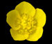 Лютик ползучий — Ranunculus repens L.