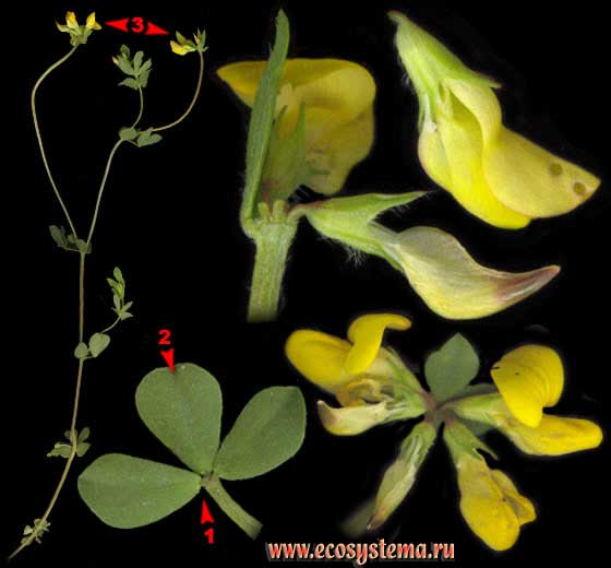 Лядвенец рогатый   —  Lotus corniculatus L.s.l. (Lotus arvensis Pers., Lotus zhegulensis Klok.)