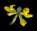Лядвенец рогатый - Lotus corniculatus L.