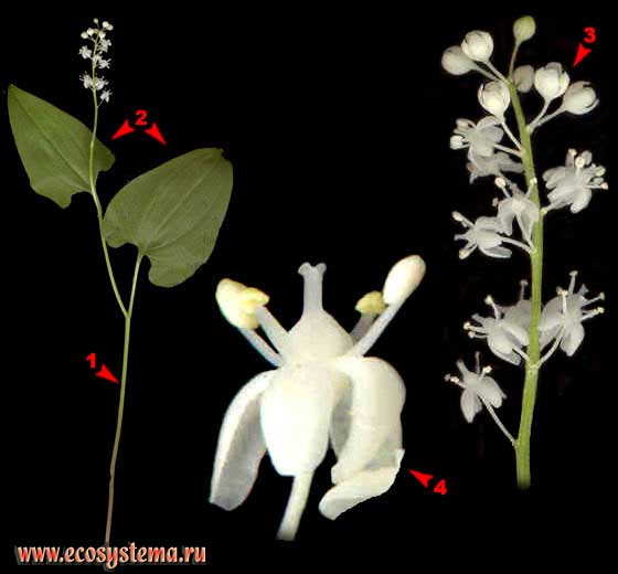 Майник двулистный — Maianthemum bifolium (L.) F.W.Schmidt
