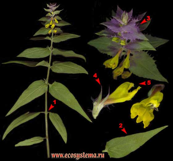 Марьянник дубравный, или Иван-да-Марья —  Melampyrum nemorosum L.