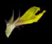 Марьянник дубравный — Melampyrum nemorosum L.